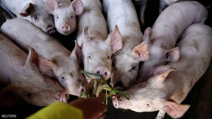 هلع في الصين من حمى الخنازير الإفريقية
